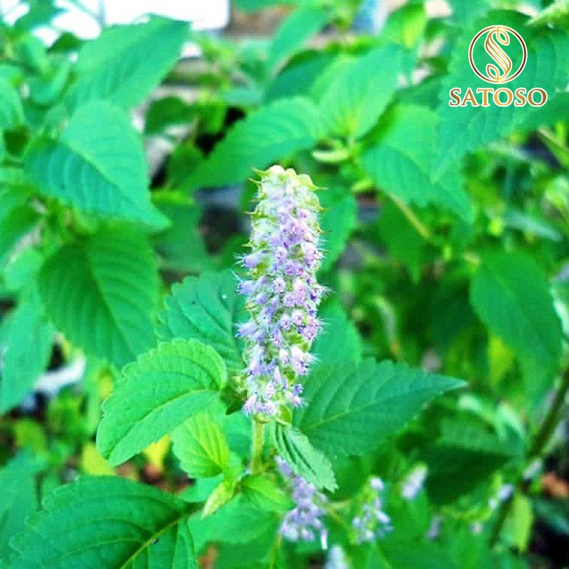 Hoắc hương khô SATOSO hàng đẹp sạch thơm tốt cho sức khỏe - Ảnh 6