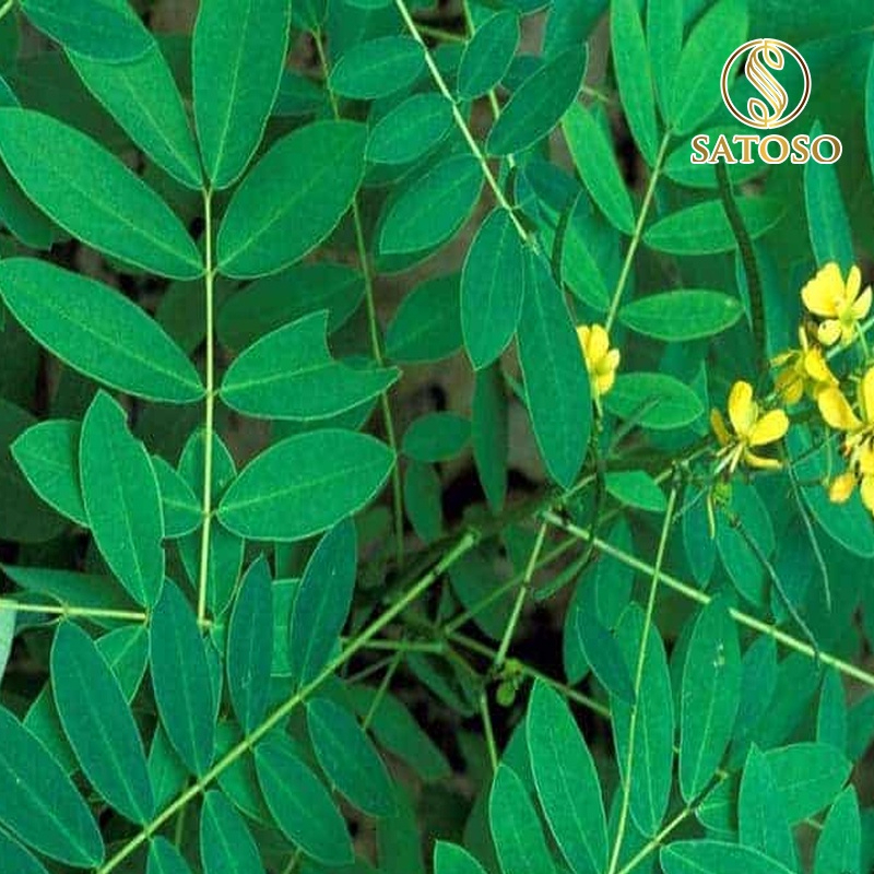 Lá Phan Tả Diệp Khô SATOSO - Ảnh 2