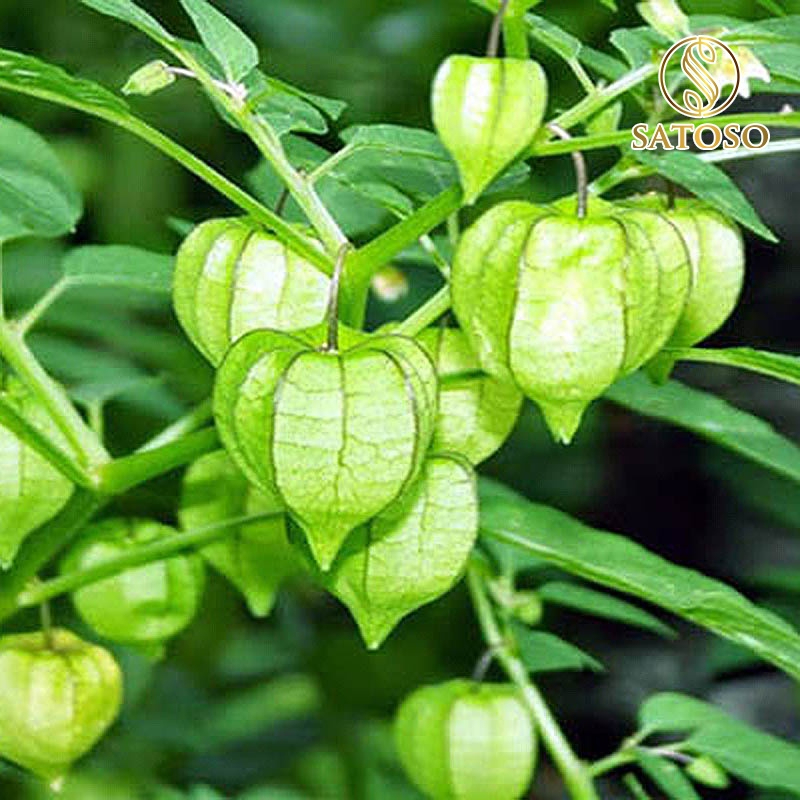 Cây Tầm Bóp SATOSO - Ảnh 6