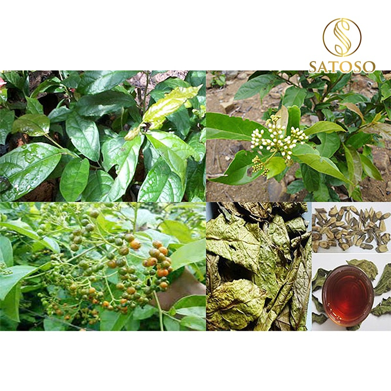 Xạ đen Hoà Bình khô dạng túi lọc thượng hạng hỗ trợ tốt cho sức khoẻ SATOSO - Ảnh 6