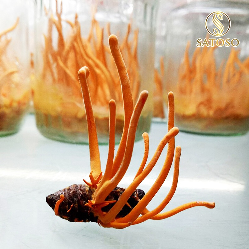 Đông trùng hạ thảo nguyên con ký chủng nhộng tằm thương hiệu SATOSO 50 con tốt cho sức khỏe - Ảnh 7