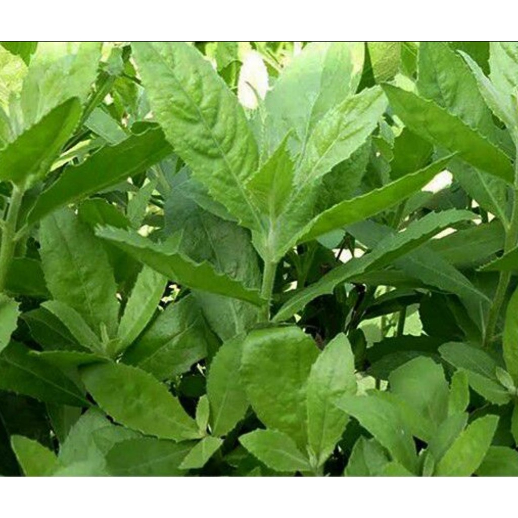 Cây Cúc Tần Sấy Khô, Sạch Satoso - Ảnh 6