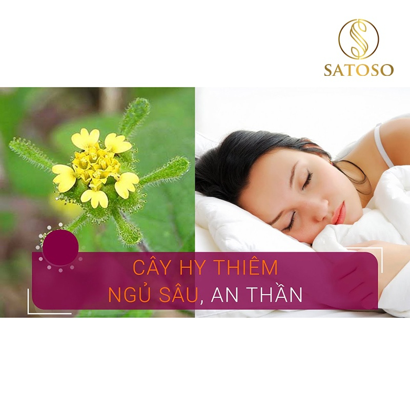 Cây hy thiêm khô SATOSO - Ảnh 7