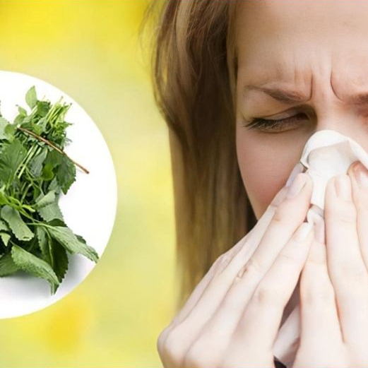 Cây Kinh Giới sấy khô SATOSO - Ảnh 7