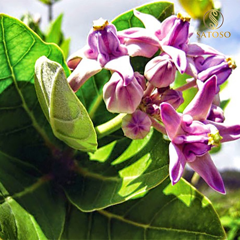 Cây lá hen khô SATOSO - Ảnh 7