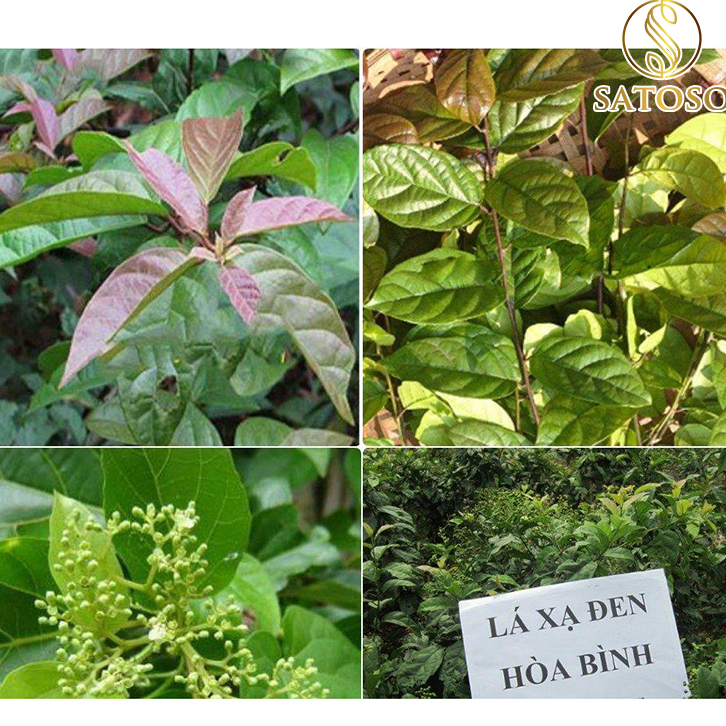 Hạt xạ đen khô SATOSO - Ảnh 6