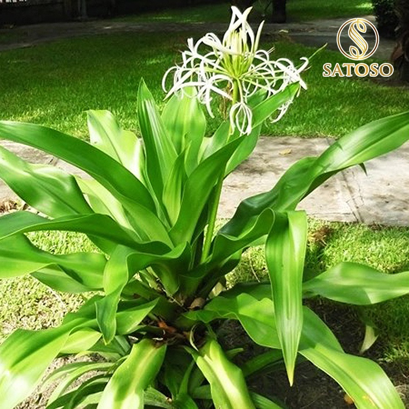 Cây náng hoa trắng khô SATOSO - Ảnh 7