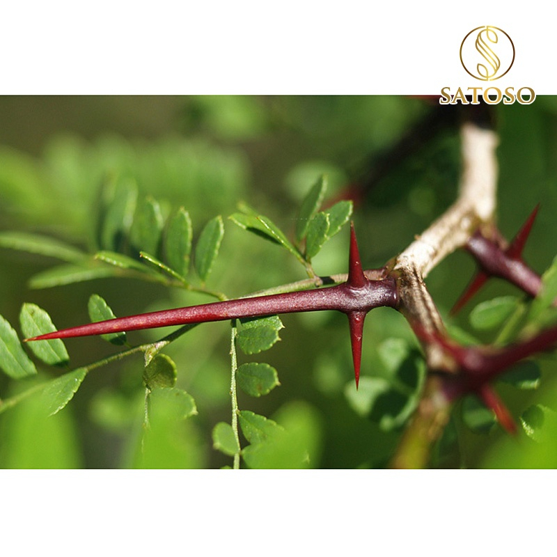 Gai Bồ Kết khô SATOSO - Ảnh 7