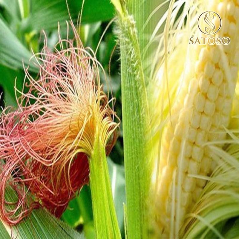 Râu ngô SATOSO thượng hạng thơm, sạch hỗ trợ thanh nhiệt - Ảnh 7