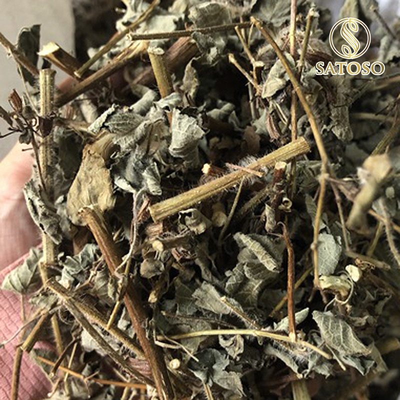 Hoắc hương khô SATOSO hàng đẹp sạch thơm tốt cho sức khỏe - Ảnh 7