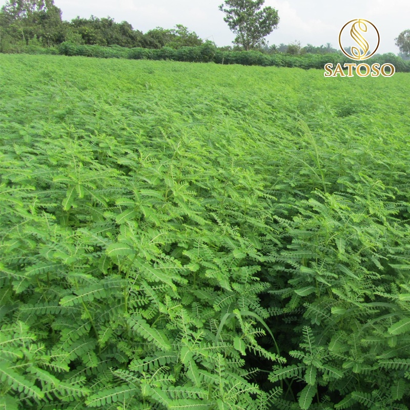 Lá Phan Tả Diệp Khô SATOSO - Ảnh 3