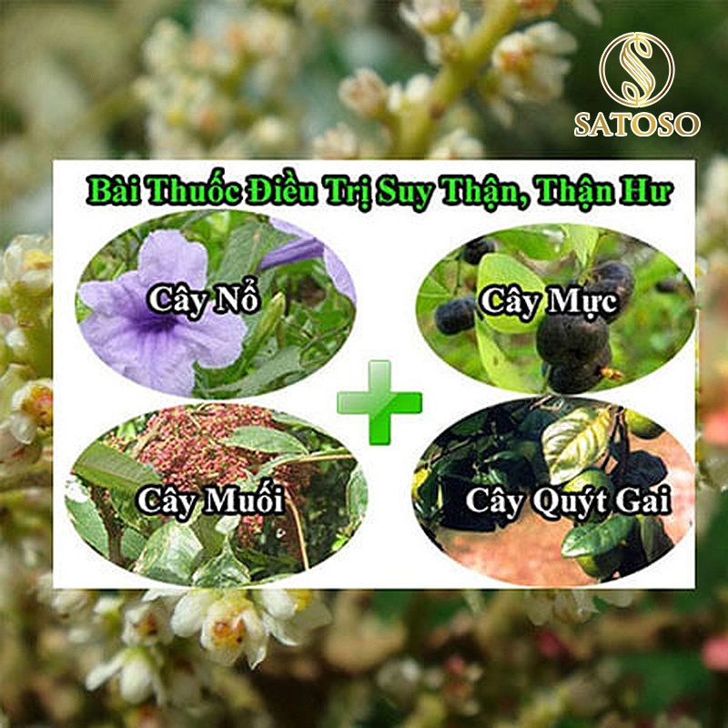 Cây muối khô thượng hạng giúp an thần ngủ ngon SATOSO - Ảnh 7