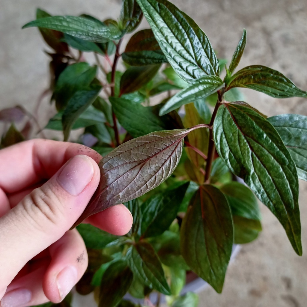 Bọ Mắm Túi Lọc SATOSO Hỗ Trợ Tiêu Hóa, Thanh Lọc Cơ Thể - Ảnh 7