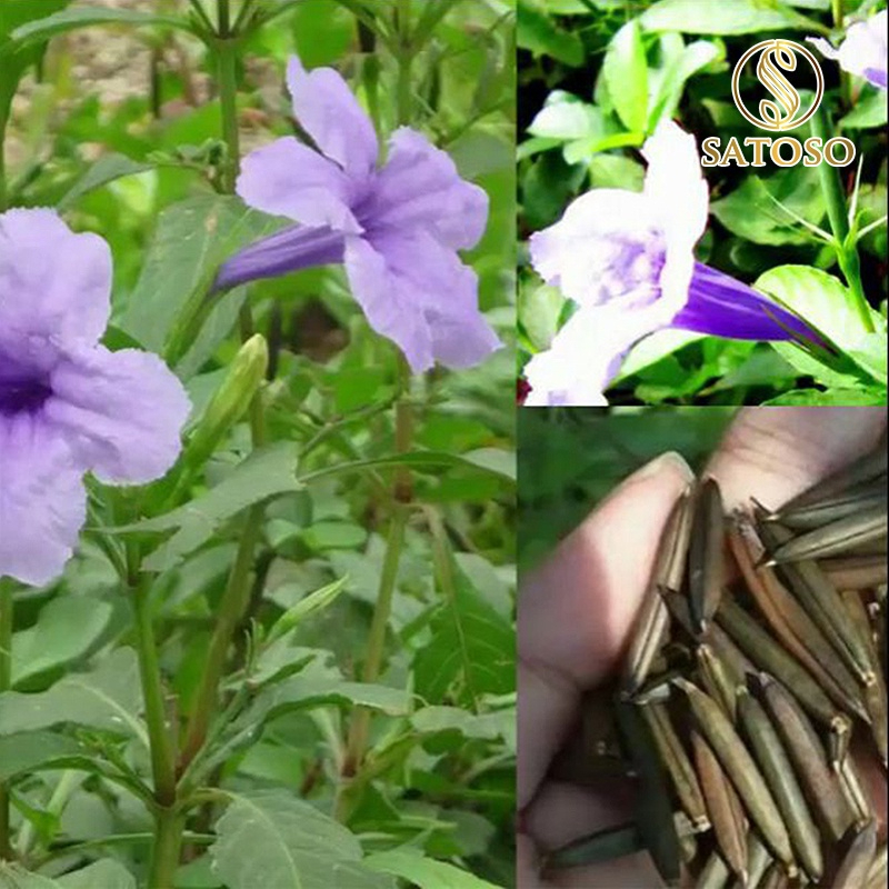 Cây Nổ Khô SATOSO - Ảnh 7