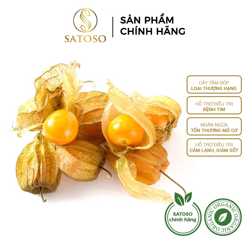 Cây Tầm Bóp SATOSO - Ảnh 7