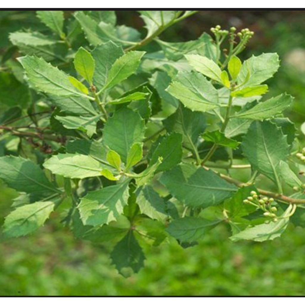 Cây Cúc Tần Sấy Khô, Sạch Satoso - Ảnh 7