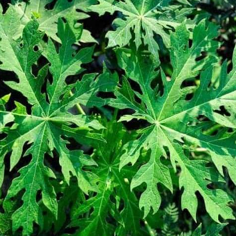 Lá đu đủ đực khô nguyên chất SATOSO - Ảnh 5