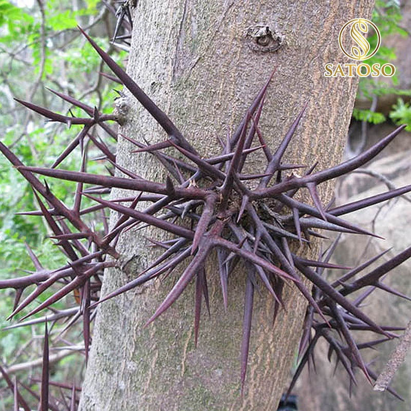 Gai Bồ Kết khô SATOSO - Ảnh 8