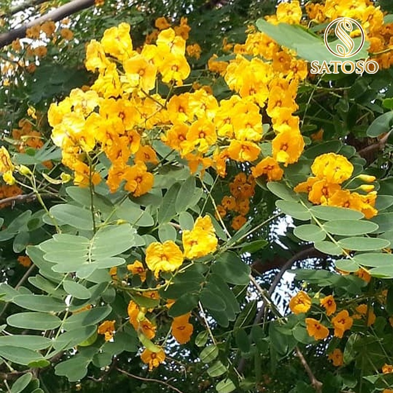 Lá Phan Tả Diệp Khô SATOSO - Ảnh 4