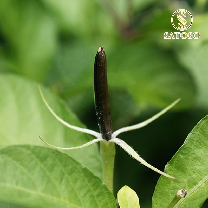 Cây Nổ Khô SATOSO - Ảnh 8