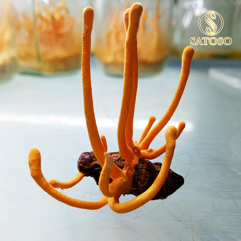 Đông trùng hạ thảo nguyên con ký chủng nhộng tằm thương hiệu SATOSO 50 con tốt cho sức khỏe - Ảnh 8