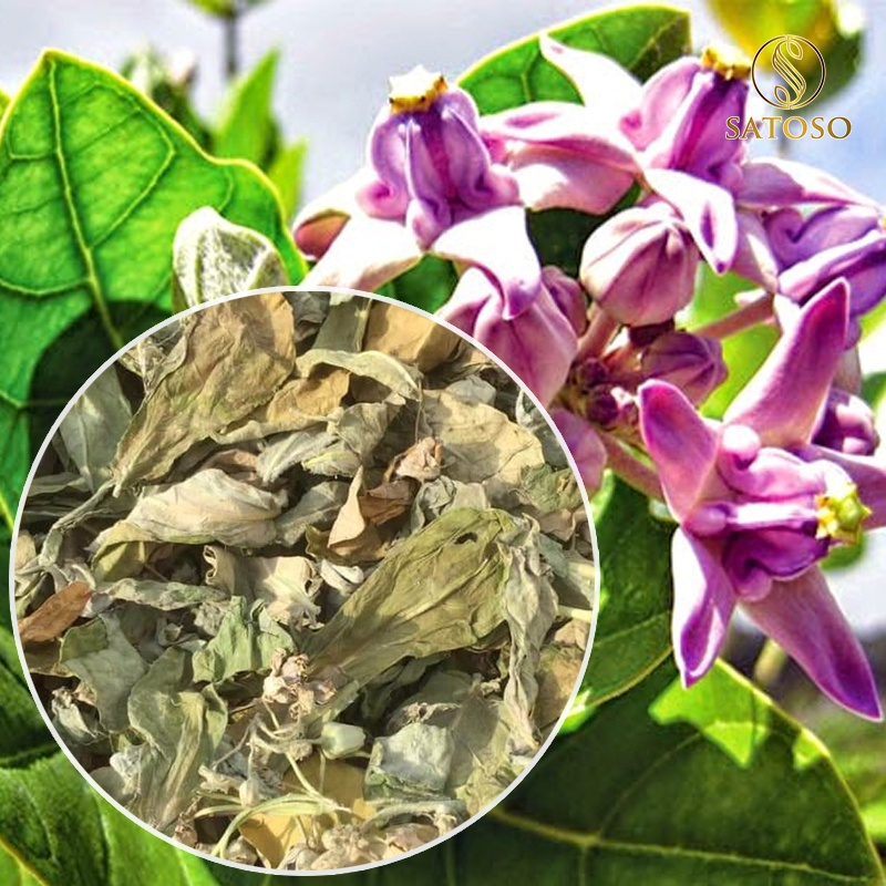 Cây lá hen khô SATOSO - Ảnh 9