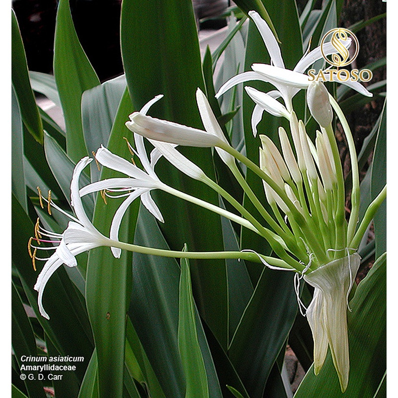 Cây náng hoa trắng khô SATOSO - Ảnh 9