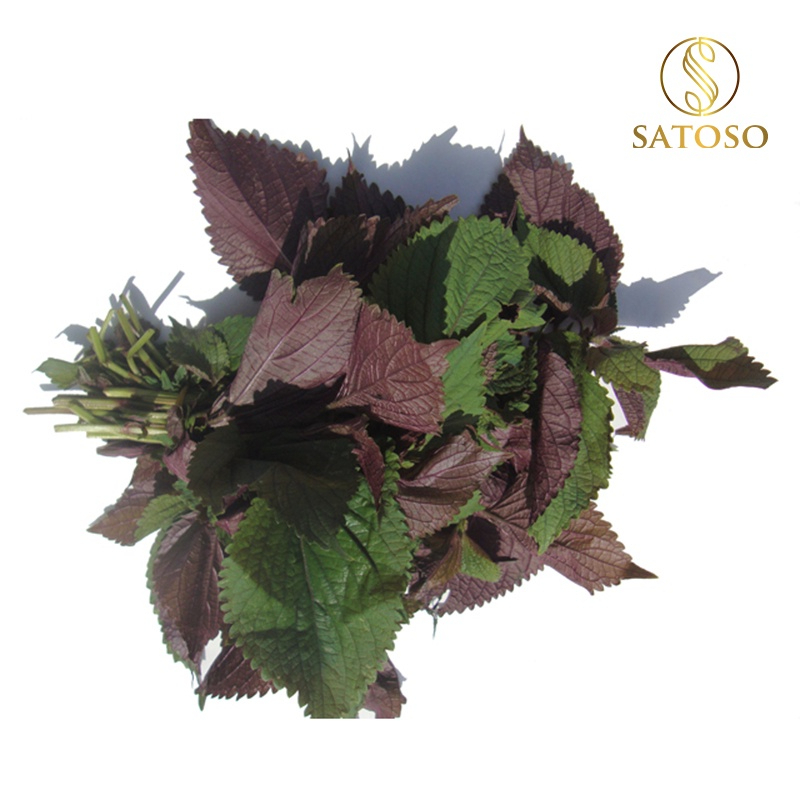 Cây Tía Tô Khô Dạng Túi Lọc Thượng Hạng SATOSO Thanh Lọc Cơ Thể, Giải Nhiệt Tự Nhiên - Ảnh 8