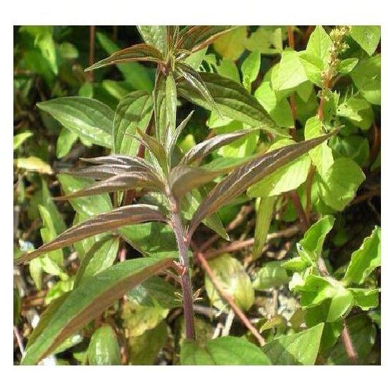 Bọ Mắm Túi Lọc SATOSO Hỗ Trợ Tiêu Hóa, Thanh Lọc Cơ Thể - Ảnh 9