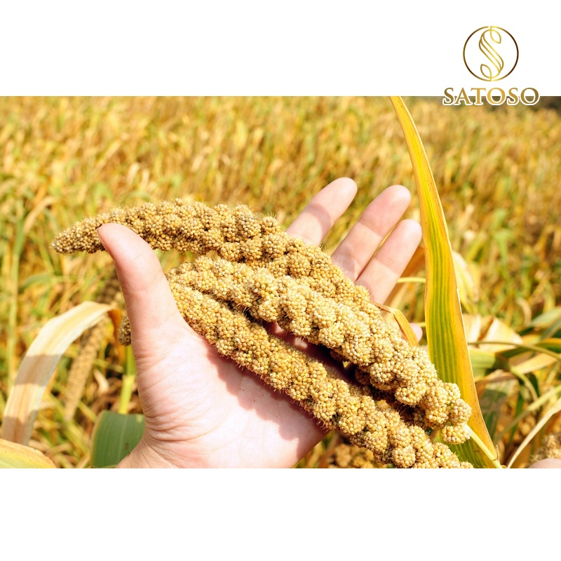 Hạt Kê Nếp Vàng SATOSO - Ảnh 9