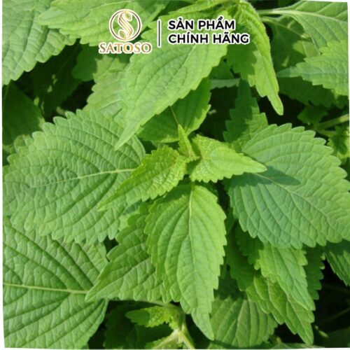 Cây Kinh Giới sấy khô SATOSO