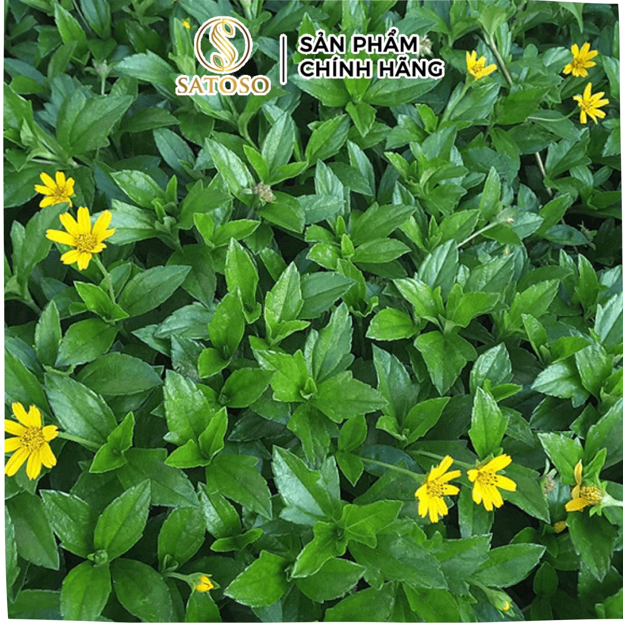 Cây Sài Đất Khô Trị Rôm Sẩy , Giúp Mát Gan Hiệu Quả Thương Hiệu SATOSO