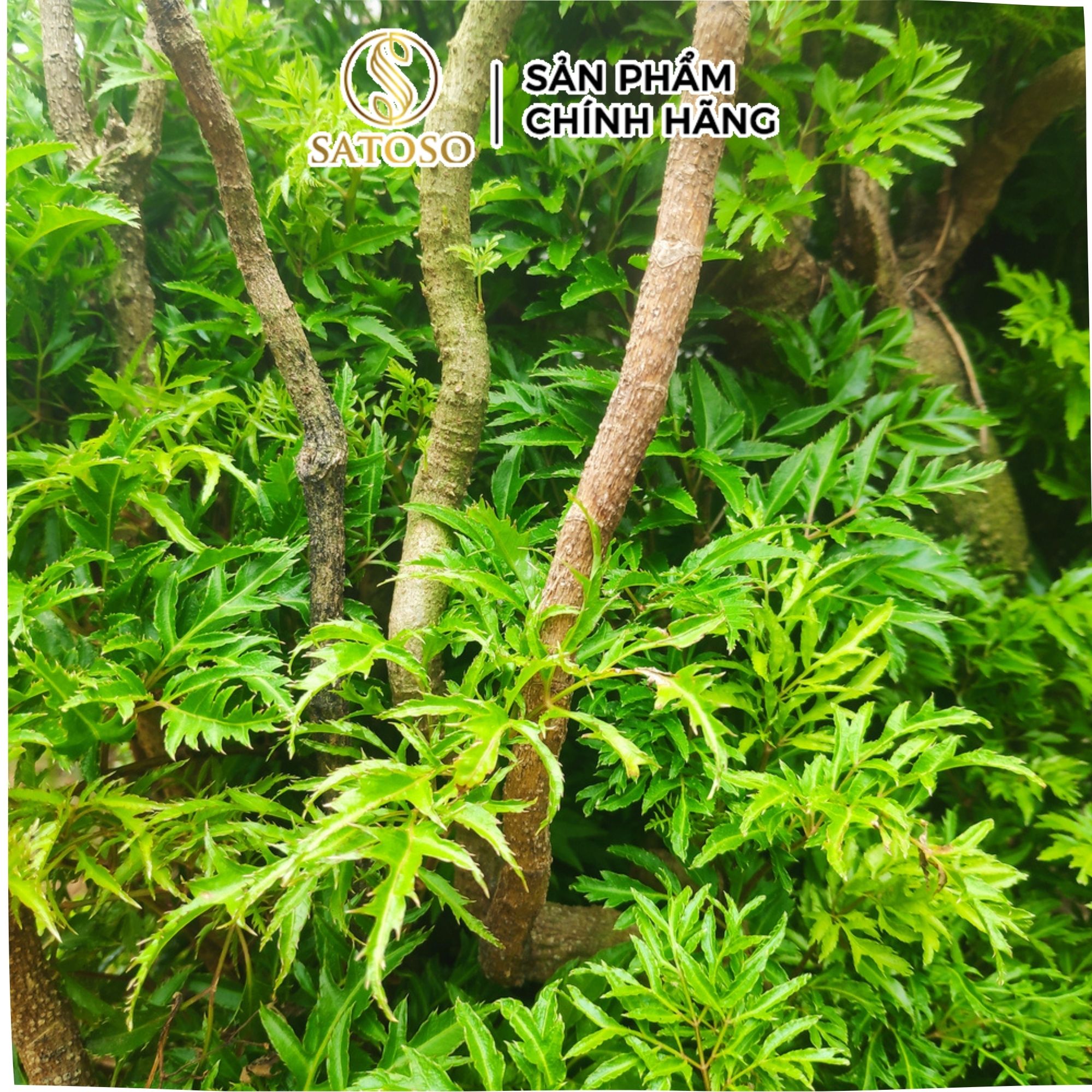 Lá Đinh Lăng khô thương hiệu SATOSO