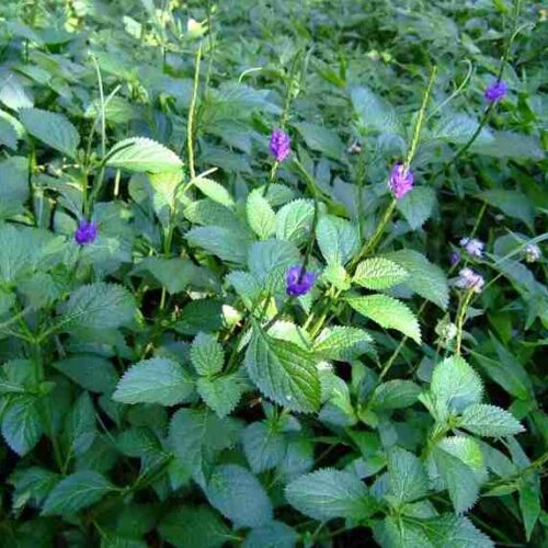 Cây chuột đuôi khô ( mạch lạc ) SATOSO