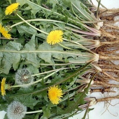 Rễ Bồ Công Anh Khô Thượng Hạng SATOSO - Ảnh 5