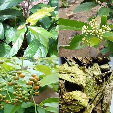 Xạ đen Hoà Bình khô dạng túi lọc thượng hạng hỗ trợ tốt cho sức khoẻ SATOSO