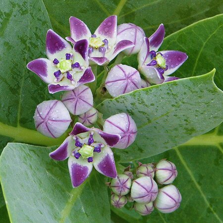 Cây lá hen khô SATOSO