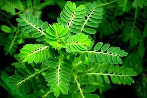 Diệp hạ châu (cây chó đẻ răng cưa) sấy khô hỗ trợ các triệu chứng về gan SATOSO