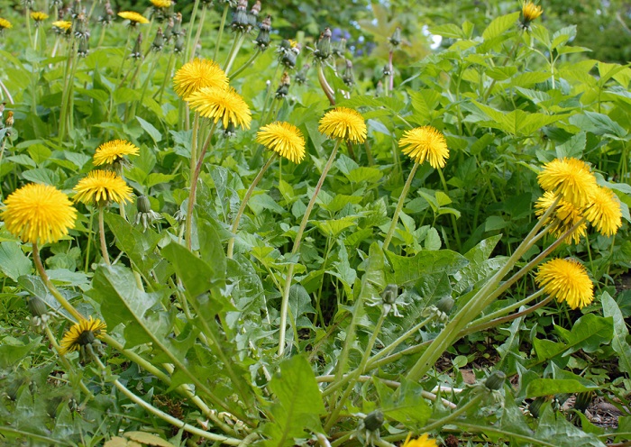 Thân Cây Bồ Công Anh Khô Sạch Thượng Hạng SATOSO - Ảnh 3