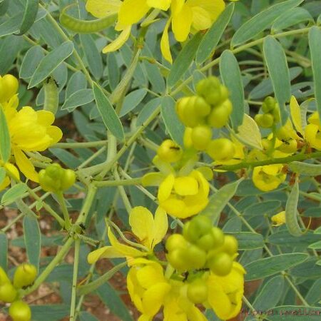 Lá Phan Tả Diệp Khô SATOSO