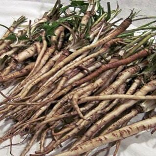 Rễ Bồ Công Anh Khô Thượng Hạng SATOSO - Ảnh 4