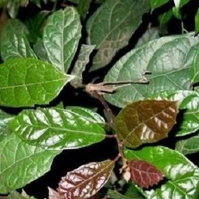 Xạ đen Hoà Bình thượng hạng SATOSO