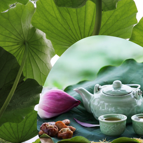 Trà Lá Sen Cuộn Sấy Khô SATOSO - Ảnh 3