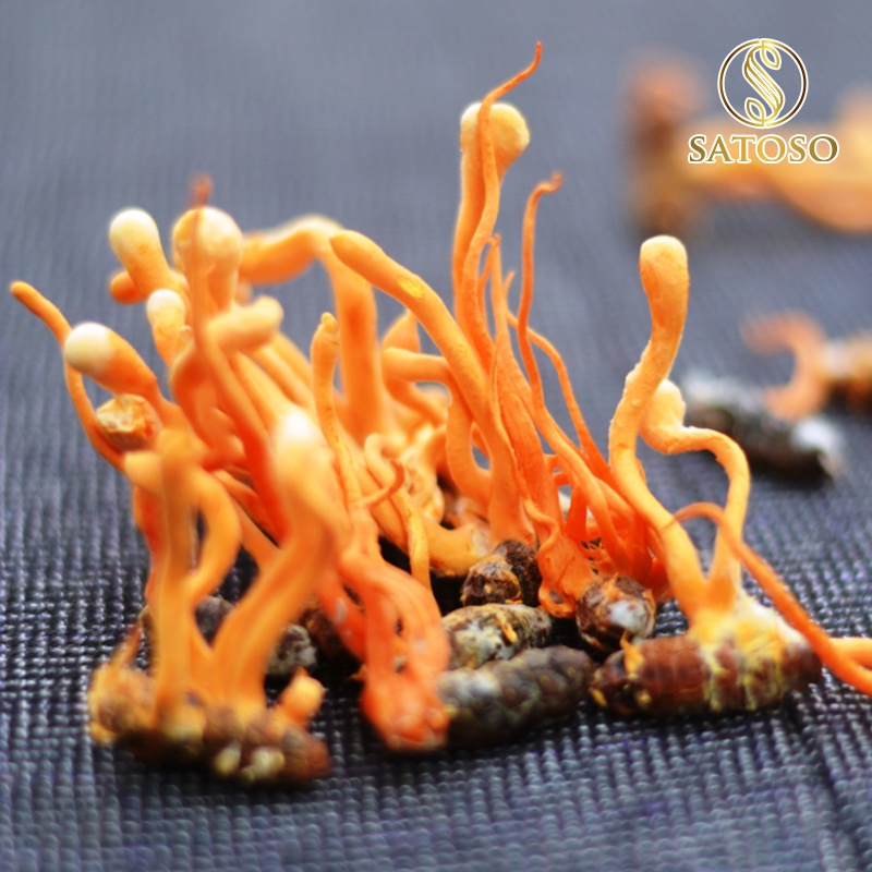 Đông Trùng Hạ Thảo Nguyên Con SATOSO – Loại Thượng Hạng – Hũ 10 Con - Ảnh 3