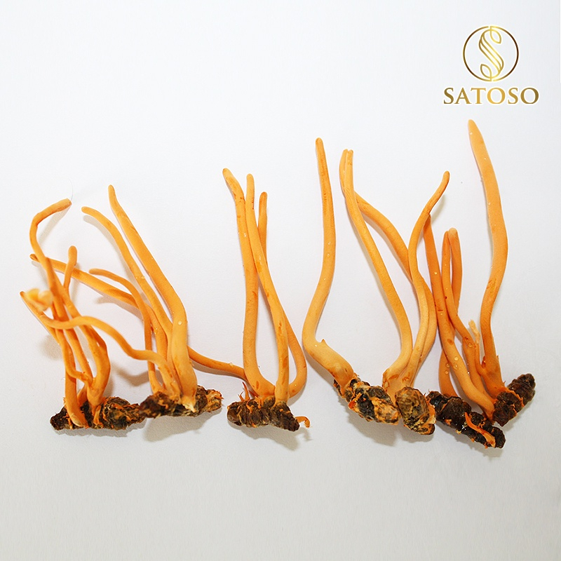 Đông Trùng Hạ Thảo Nguyên Con SATOSO – Loại Thượng Hạng – Hũ 10 Con - Ảnh 4