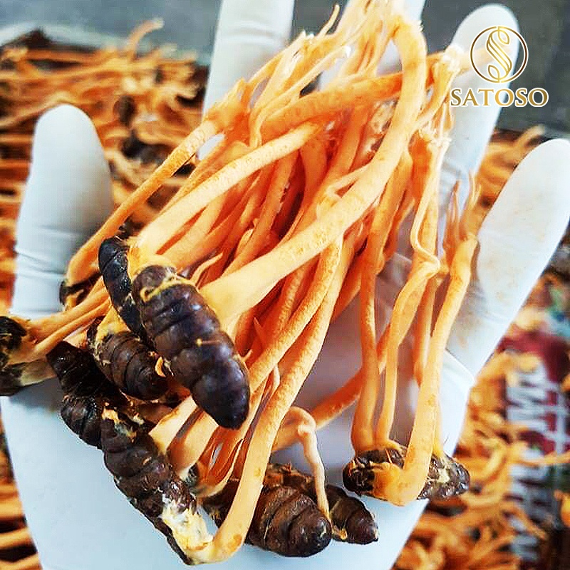 Đông Trùng Hạ Thảo Nguyên Con SATOSO – Loại Thượng Hạng – Hũ 10 Con - Ảnh 6