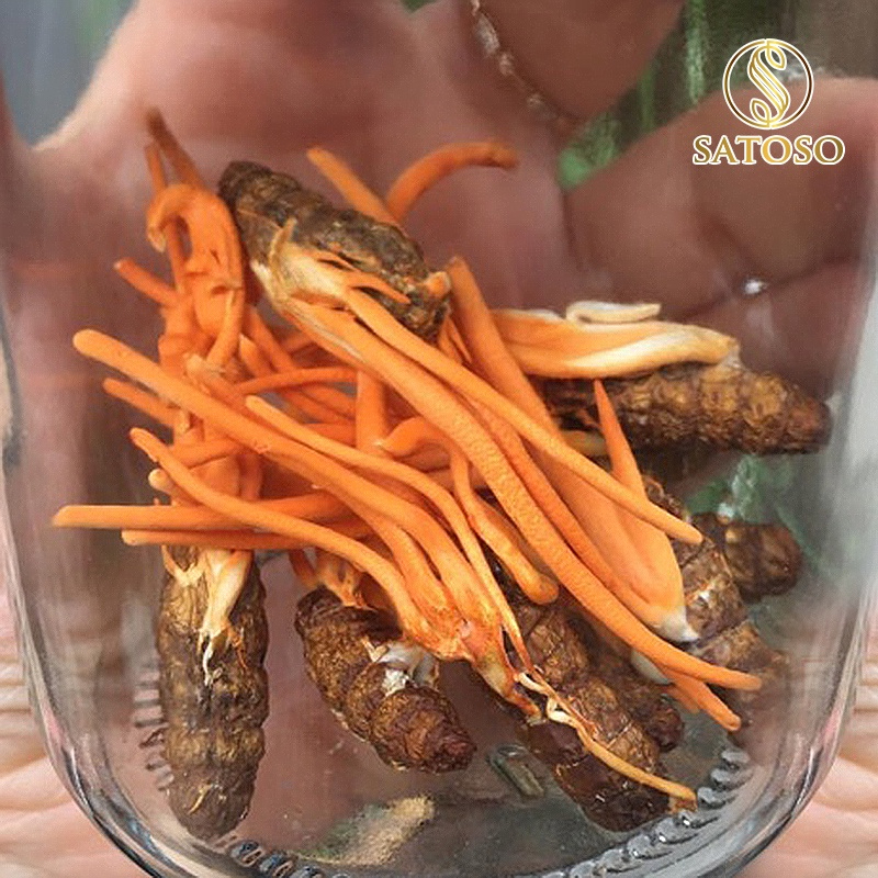 Đông Trùng Hạ Thảo Nguyên Con SATOSO – Loại Thượng Hạng – Hũ 10 Con - Ảnh 7