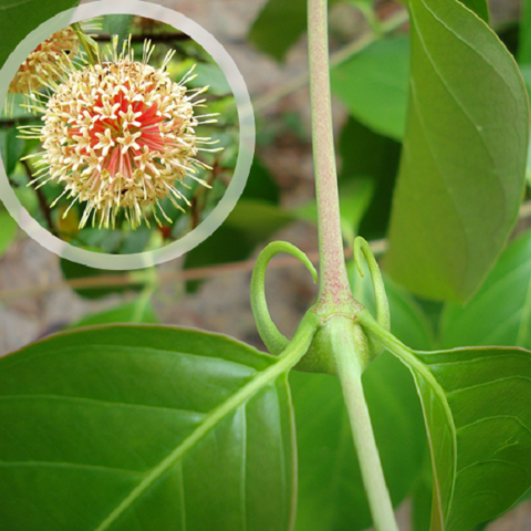 Cây câu đằng khô thương hiệu SATOSO - Ảnh 2