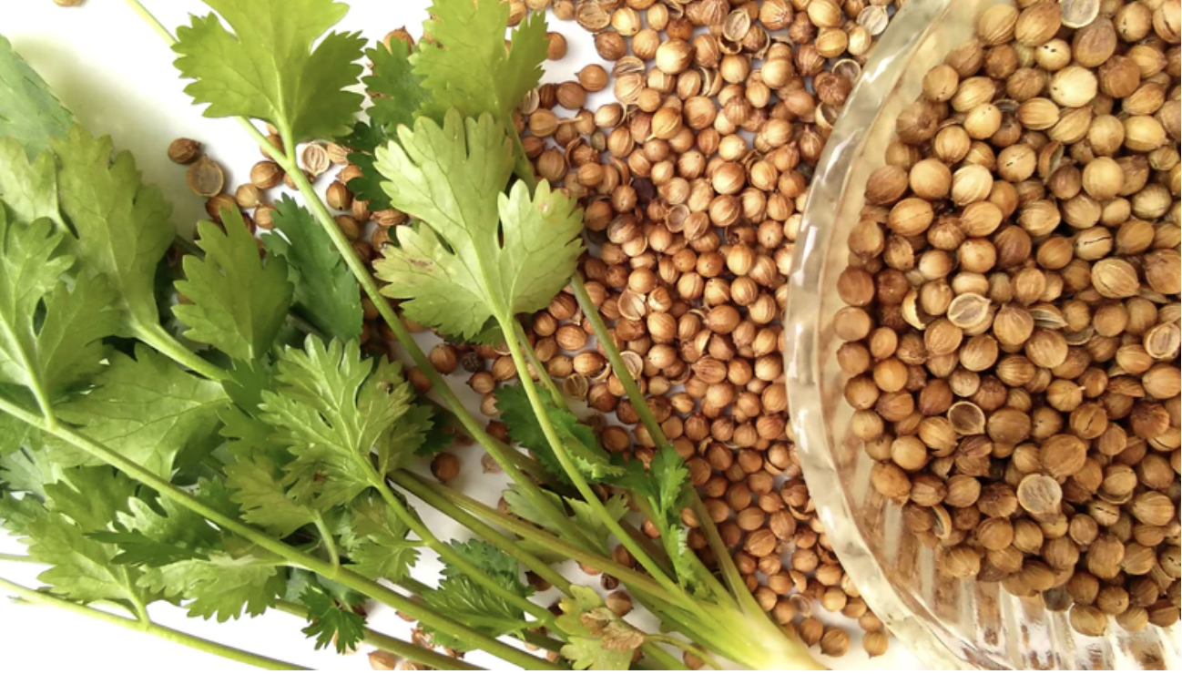 Hạt mùi khô thương hiệu SATOSO - Ảnh 2